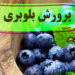 دوره آموزشی پرورش بلوبری