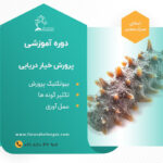 پرورش-خیار-دریایی8