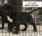 خرید و فروش توله سگ کن کورسو