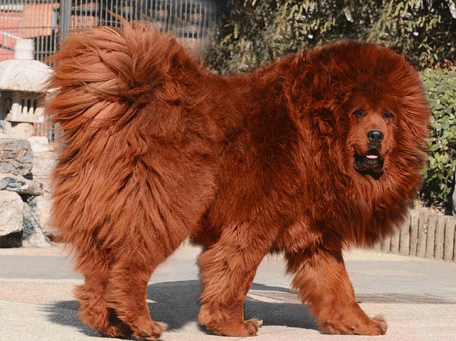 dog_costed
