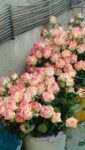 گلخانه گل رز تهران