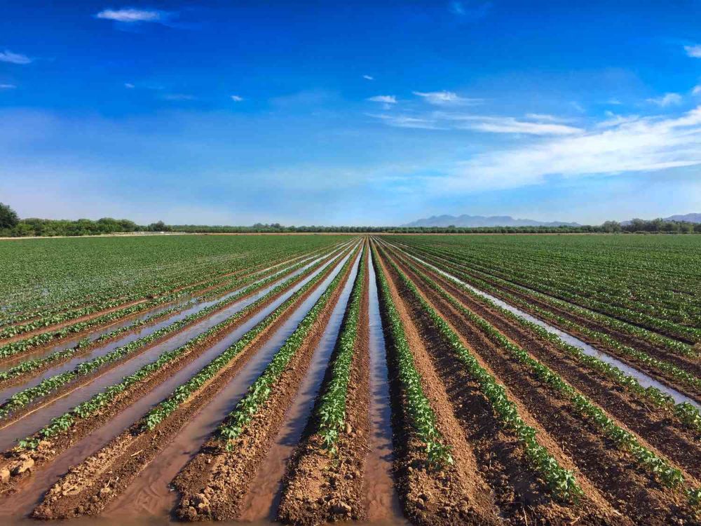 irrigated-cotton-field-637640386-b015e076653f46829deeb4e894303e71