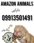 فروش سگ بولی در مجموعه آمازون