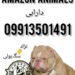 فروش سگ بولی در مجموعه آمازون