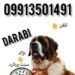 فروش سگ سنت برنارد در مجموعه آمازون