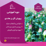 رز-هلندی-3