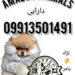 فروش توله پامر روباهی در مجموعه آمازون