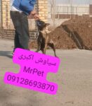 فروش سگ مالینویز