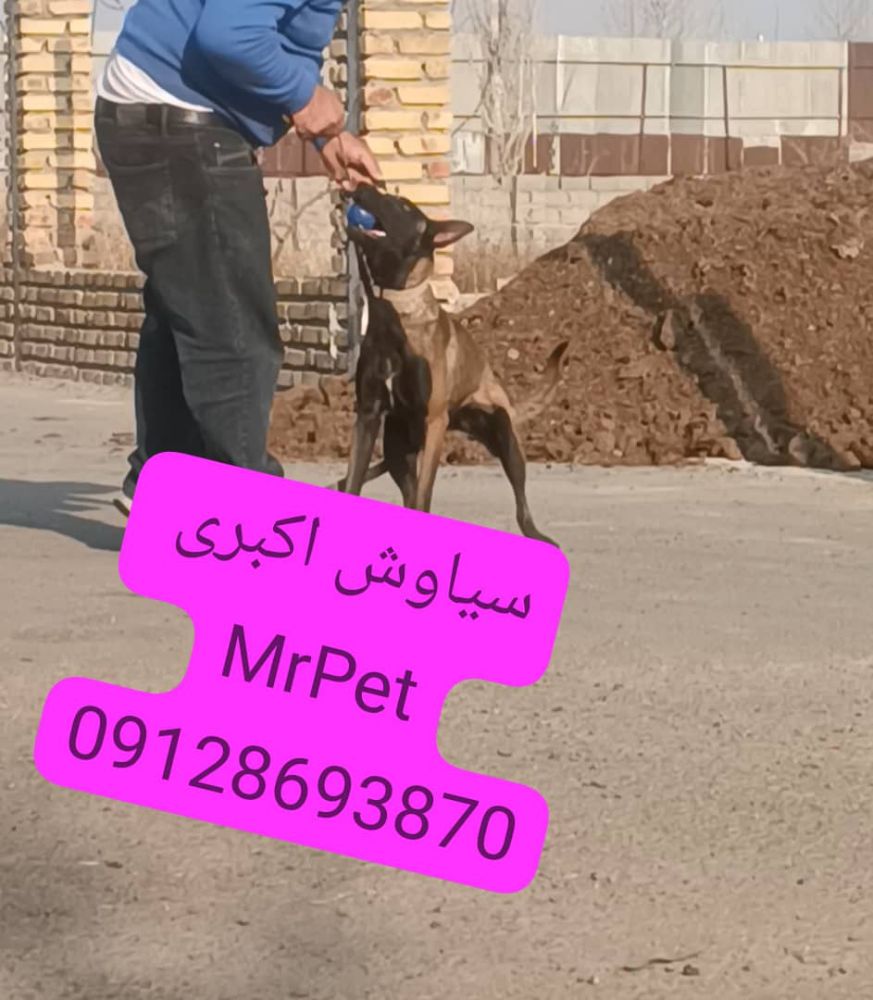 فروش سگ مالینویز
