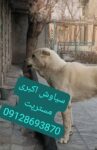فروش سگ الابای