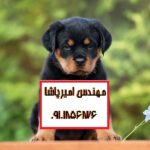 مرکز پرورش سگهای اصیل نگهبان و فروش انواع سگ مولد حرفه ای