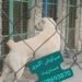 سگ الابای نژاد روسی 2 ساله نگهبان خرید سگ فروش سگ