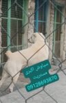 خرید و فروش سگ الابای