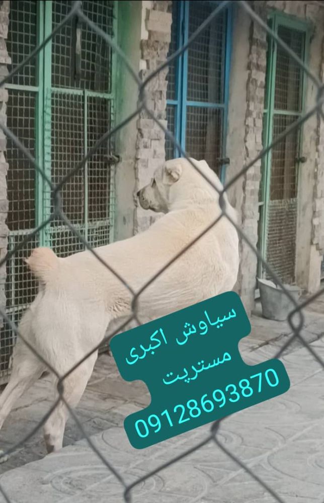 خرید و فروش سگ الابای