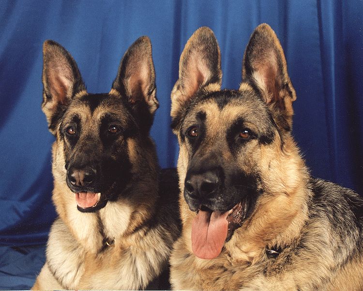 750px-German_Shepherd