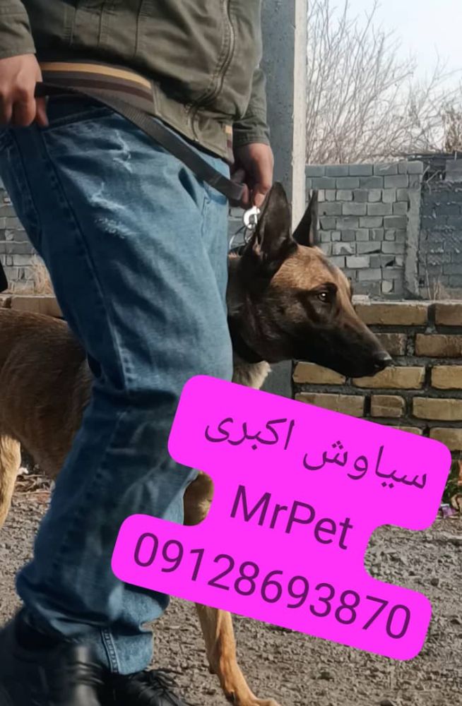 خرید سگ مالینویز