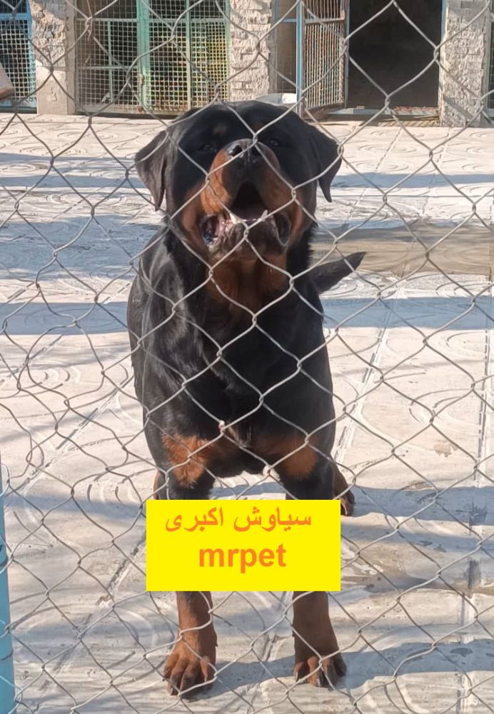 خرید سگ روتوایلر