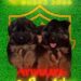 چگونه سگ ژرمن اصل را از تقلبی تشخیص