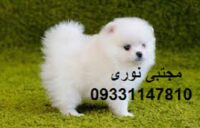خرید و فروش سگ های آپارتمانی و زیبا ، فروش توله سگ پامرین اصیل