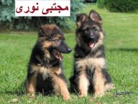 فروش شاه توله ی سگ ژرمن شپرد اصیل