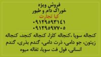آگهی کلی 333333333333