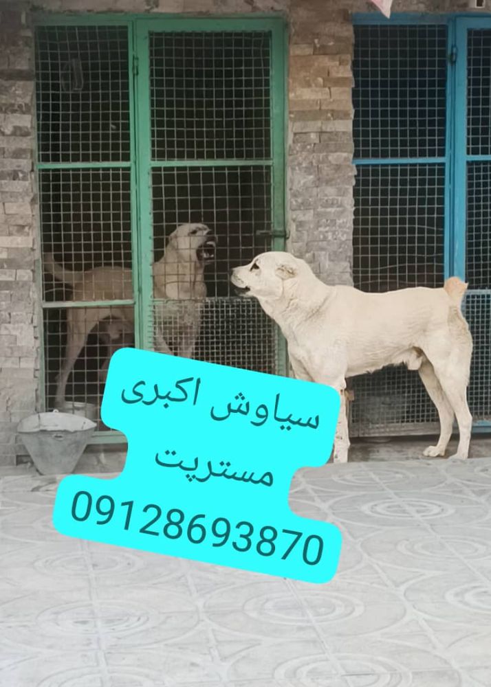 خرید سگ الابای