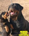 روتوایلر اروپایی پوزه دلقکی با چرم دورگردن رایگان!*