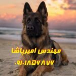مرکز پرورش و فروش سگ‌ های نگهبان و پلیسی