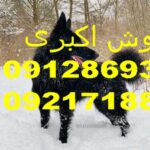 مقایسه قیمت سگ ژرمن در ایران و ترکیه