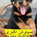 فروش روتوایلر صربستانی پوزه مکعبی | ضمانت بازگشت وجه*