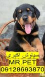 فروش روتوایلر صربستانی پوزه مکعبی | ضمانت بازگشت وجه*