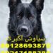 شرایط صادرات سگ ژرمن به کشورهای همسایه