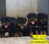 فروش روتوایلر اروپایی پوزه دلقکی توله 3 ماهه واکسینهشده*