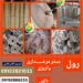 رول بستـــــــــــر مرغداری