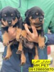 روتوایلر آمریکایی خالص با پوزه دلقکی و تست سلامت ژنتیک*