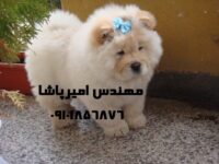 فروش سگ چاوچاو اصیل (توله و بالغ، نر و ماده) | با گواهی سلامت و واکسیناسیون کامل | ارسال به سراسر کشور