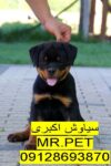 خرید روتوایلر آمریکایی پوزه مکعبی با شناسنامه در تهران*