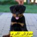 خرید روتوایلر آمریکایی پوزه مکعبی با شناسنامه در تهران*