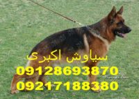 اسباببازیهای تقویتکننده هوش سگ ژرمن شپرد