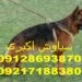 اسباببازیهای تقویتکننده هوش سگ ژرمن شپرد