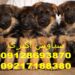 مدارک لازم برای حمل سگ ژرمن به خارج
