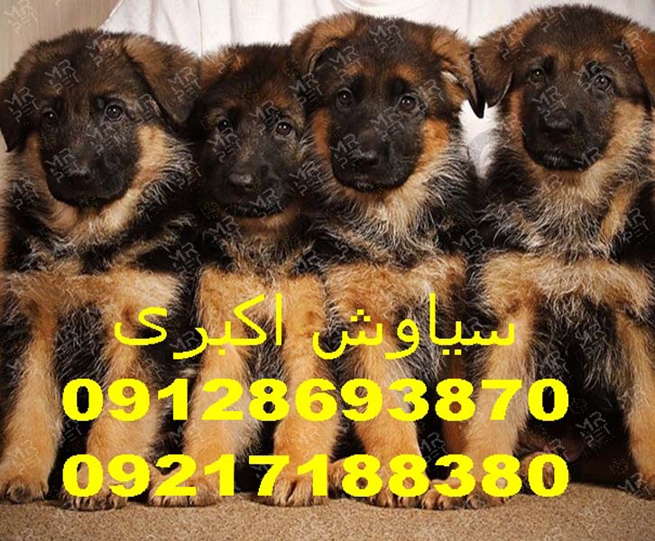 3b1a5538f0bde5ea8980a312e4ab3031