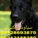 خرید سگ ژرمن شپرد از ایران برای خارجیها
