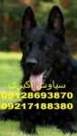 خرید سگ ژرمن شپرد از ایران برای خارجیها