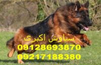 چالش ویدیویی: سگ ژرمن شما چقدر باهوش است؟