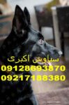 بهترین برندهای ظرف غذای سگ ژرمن در ایران