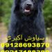 خرید پوشاک زمستانی برای سگ ژرمن