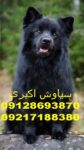خرید پوشاک زمستانی برای سگ ژرمن