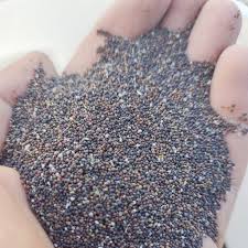 آویشن باغی
