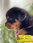 روتوایلر آمریکایی پوزه مکعبی | اقساط 6 ماهه بدون بهره*